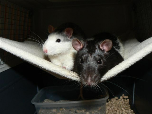 Dwa przystojniaki #zwierzęta #gryzonie #szczury