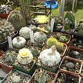 Astrophytum asterias cv supercabuto