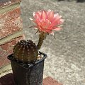 Echinopsis sp.