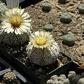 Astrophytum asterias cv supercabuto