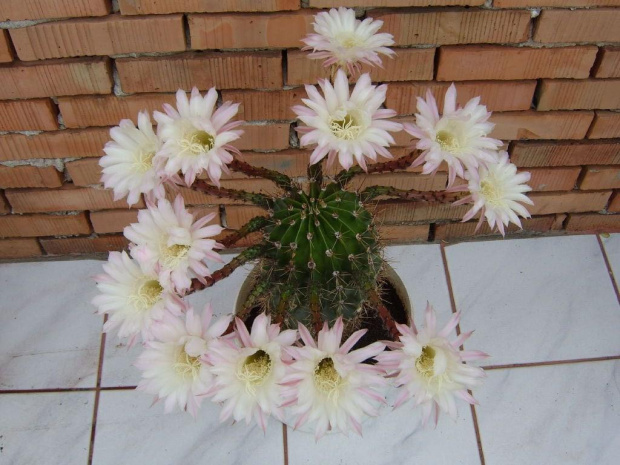 Kaktus - "CUDAK"