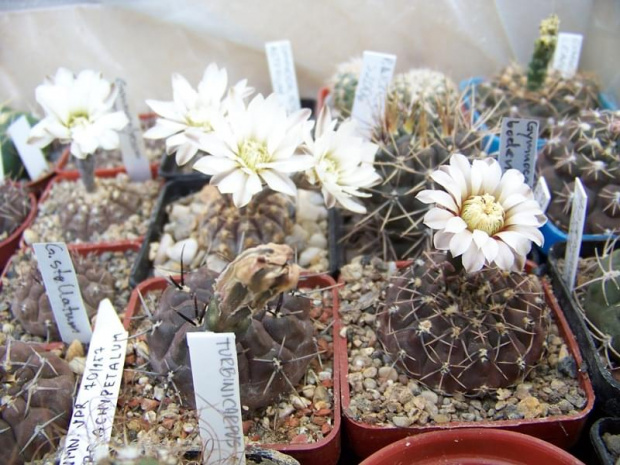 Gymnocalycium