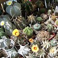 Astrophytum/Lophophora bukiet