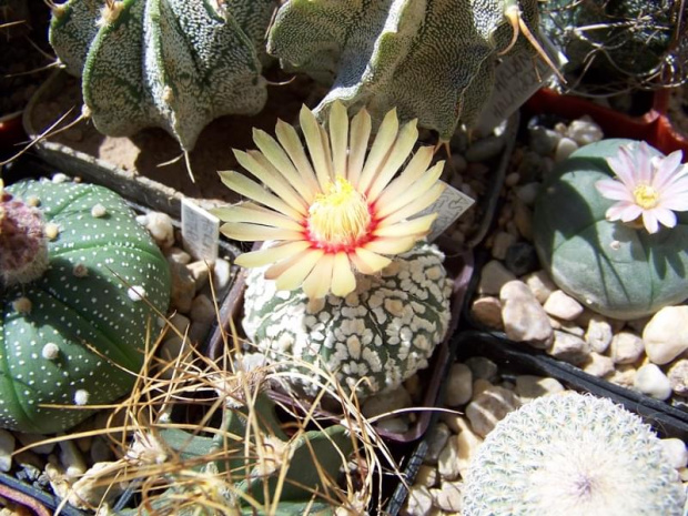 Astrophytum asterias superkabuto