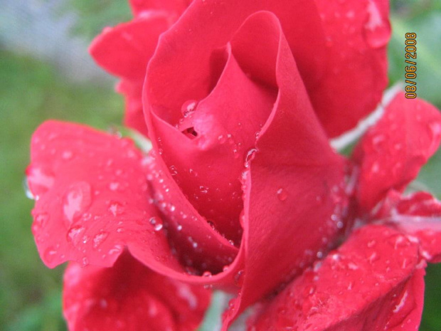 Róża #Róża #woda #krople