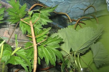 Moje patusie ;) #patyczaki #zwierzęta