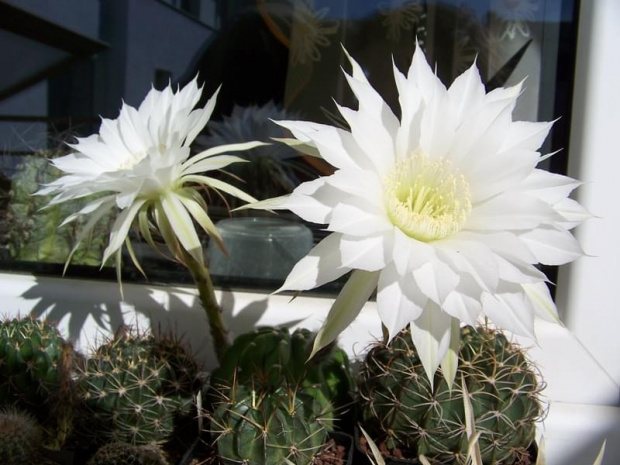 Echinopsis subdenudata