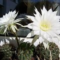 Echinopsis subdenudata