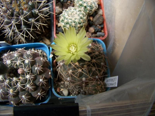 Gymnocalycium leanum