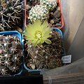 Gymnocalycium leanum