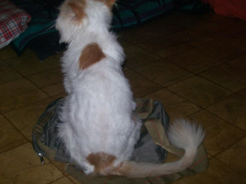 Salwador na torbie