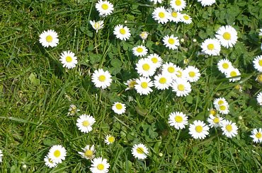 Stokrotki #stokrotki #kwiaty #kwiatki