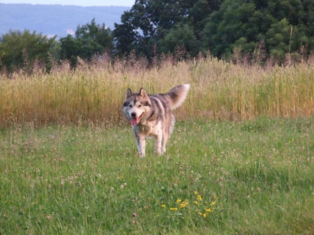 Budrys na spacerku.... #zwierzęta #psy #AlaskanMalamute