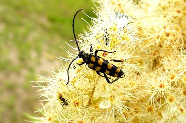 Strangalia plamista #owady #przyroda #natura #flora #fauna #robale #robak #chrząszcz #strangalia #plamista