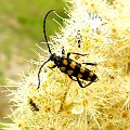 Strangalia plamista #owady #przyroda #natura #flora #fauna #robale #robak #chrząszcz #strangalia #plamista
