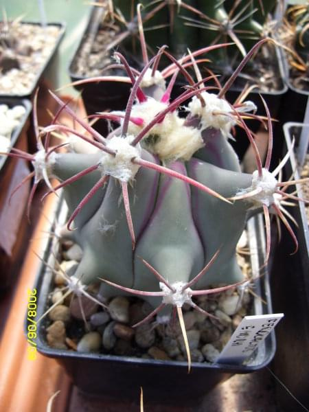 Rerocactus emoryi