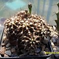 Gymnocalycium mihanovichii