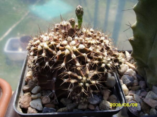 Gymnocalycium mihanovichii