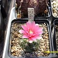 Gymnocalycium denudatum v. śruba