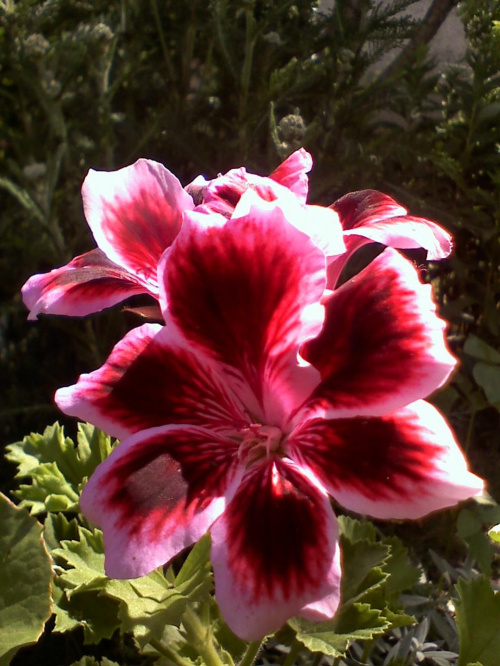 Pelargonia angielska #kwiaty