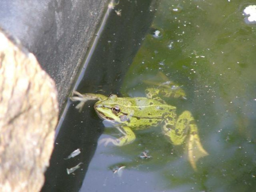 żaba #zwierzęta #wodne