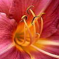 Liliowiec NN (2) - wrzosowo/różowy #kwiaty #przyroda #liliowiec #ogrod
