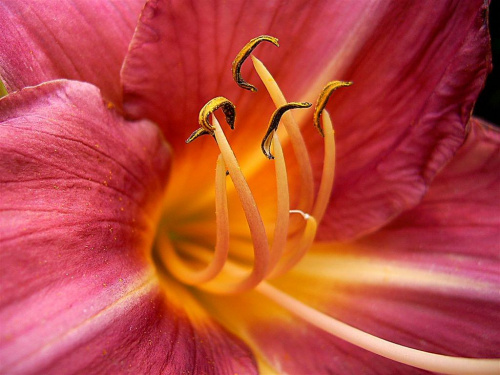 Liliowiec NN (2) - wrzosowo/różowy #kwiaty #przyroda #liliowiec #ogrod
