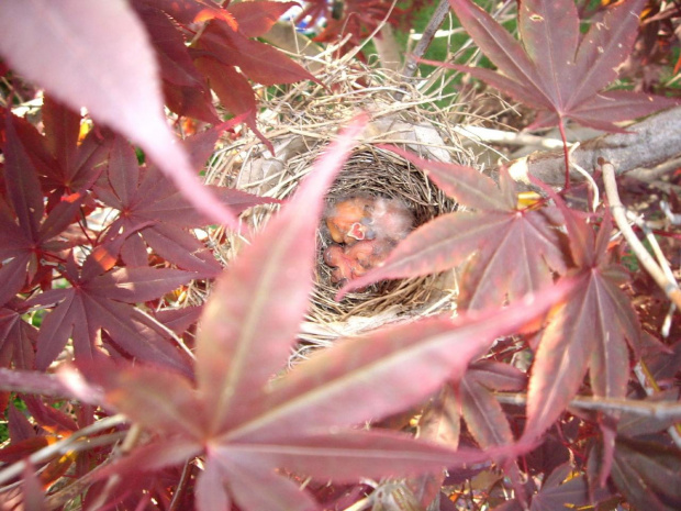 moj ogrod - czerwone ptaszki kardynalki wykluly sie z jajek na czerwonym drzewku #ptaki #ogrod