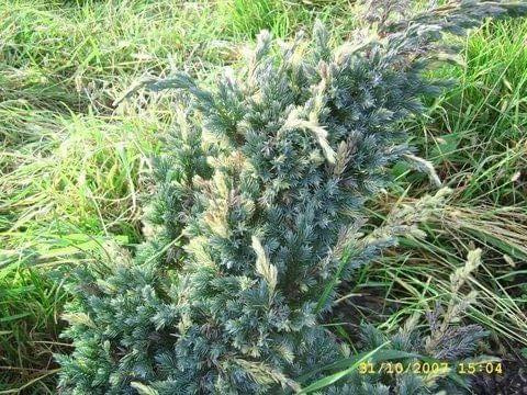 Juniperus squamata"Golden Flame"