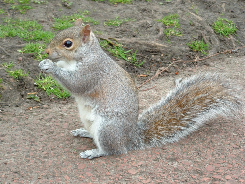 Zdjęcie wiewiórki z Edymburga