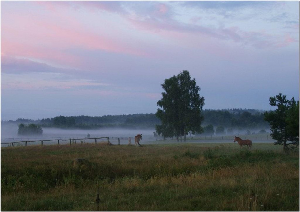 #Mazury #krajobraz #mgła #wieczór #konie