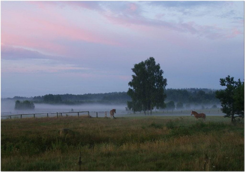 #Mazury #krajobraz #mgła #wieczór #konie