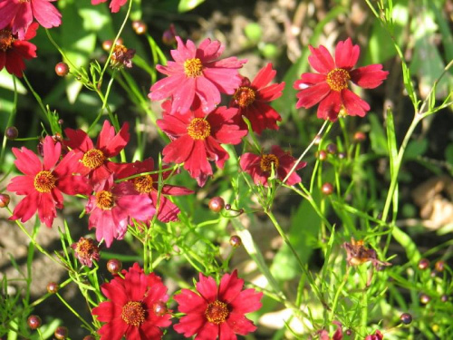 kwiaty na działce latem