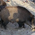 Krynica Morska-Dziki plażują czyż nie są słodziutkie ;)