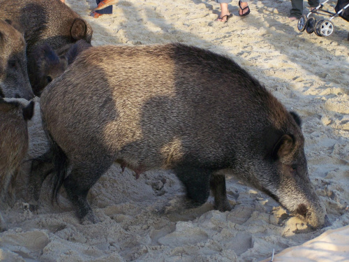 Krynica Morska-Dziki plażują czyż nie są słodziutkie ;)