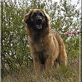 Apteka Natury leonberger