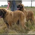 Apteka Natury leonberger