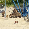 Krynica Morska-Dziki plażują czyż nie są słodziutkie ;)