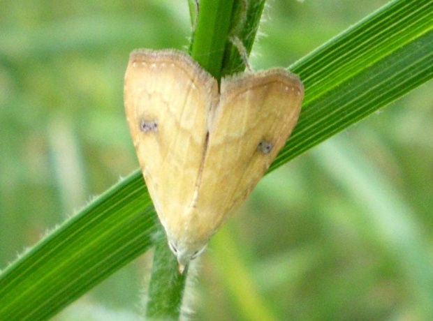 Rivula sericealis . Data : 05.06.2008. Miejscowość : Piaski Wielkopolskie .