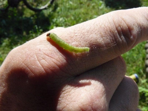 Pełznie sobie larwa:) #larwa #przyroda
