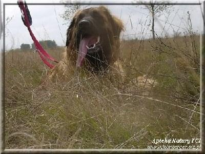 #leonberger #AptekaNatury