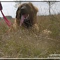 #leonberger #AptekaNatury