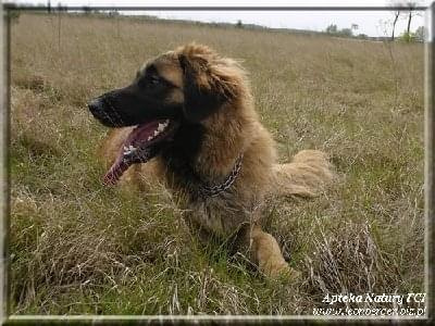 #leonberger #AptekaNatury