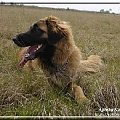 #leonberger #AptekaNatury