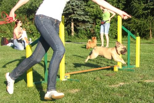 trening agility 29.07.08, foto:Agafig