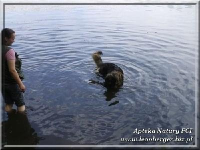 #leonberger #AptekaNatury