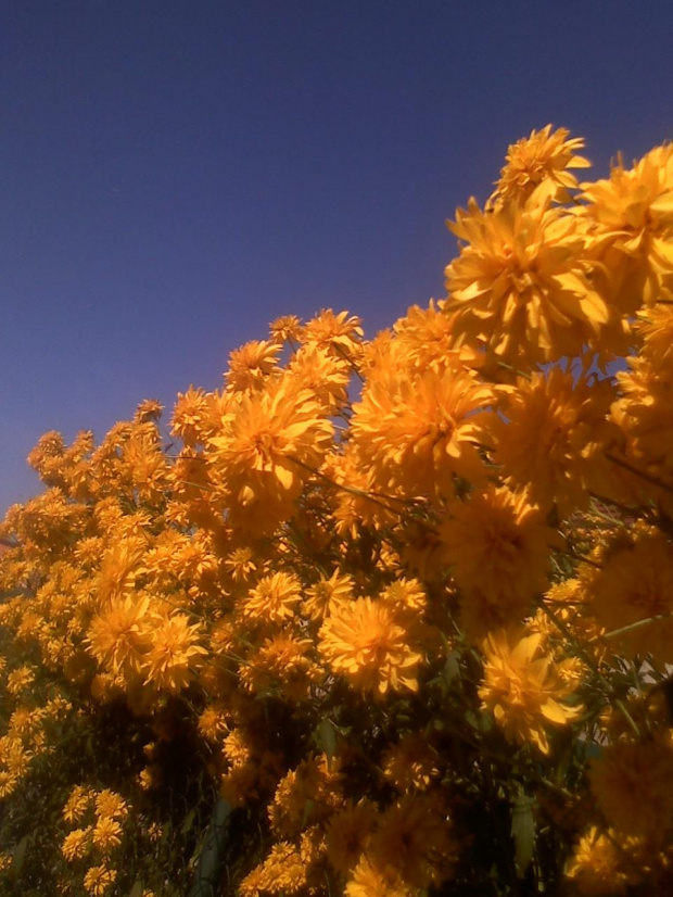 Nie mogłam się oprzeć żeby ponownie nie pstryknąć słoneczniczków - niebo miało taki cudny chabrowy kolor :) #kwiaty