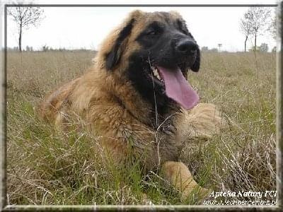 #leonberger #AptekaNatury