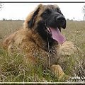 #leonberger #AptekaNatury