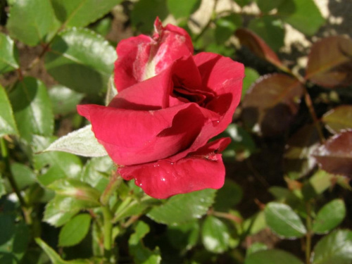 Róże mojego dawnego, niestety ogrodu #Róże #ogród